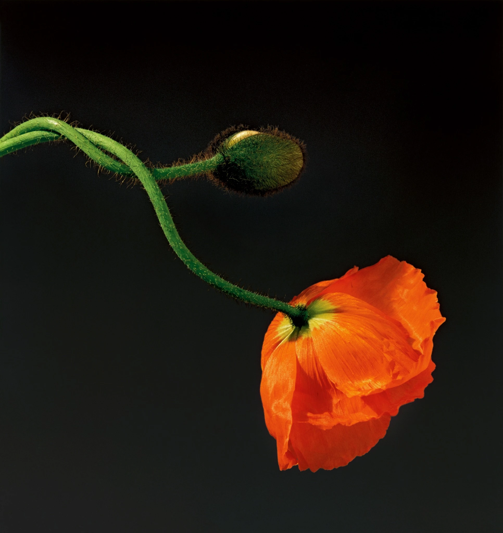 Close up photograph of a single orange poppy flower hanging downward from a curved green stem against a dark background. Robert Mapplethorpe, Papavero, 1988 Robert Mapplethorpe Foundation