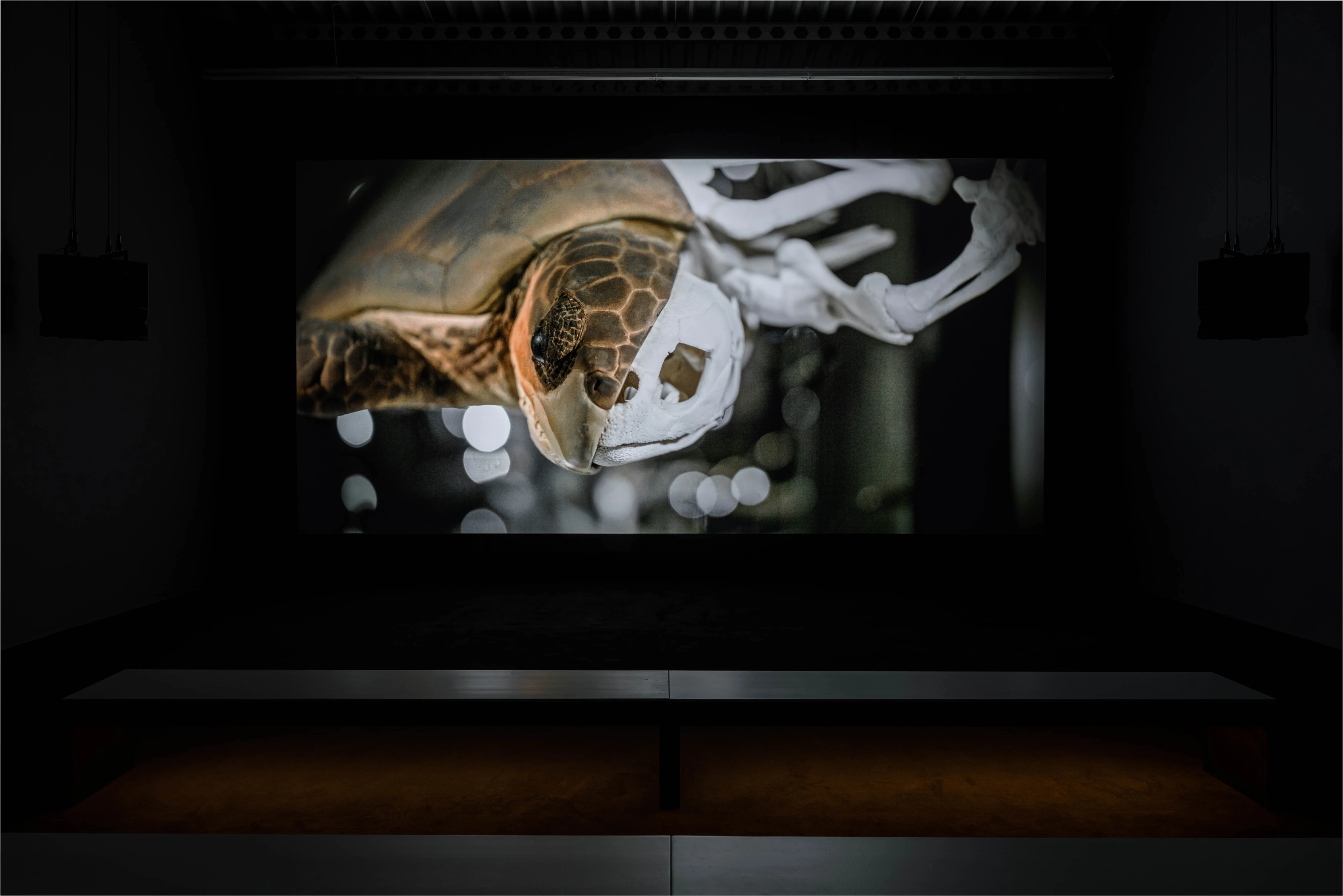 Sea turtle and skeletal form in PHOSPHENES ENDO EXO by Ryuichi Sakamoto and Carsten Nicolai, Hamburger Bahnhof 2024
